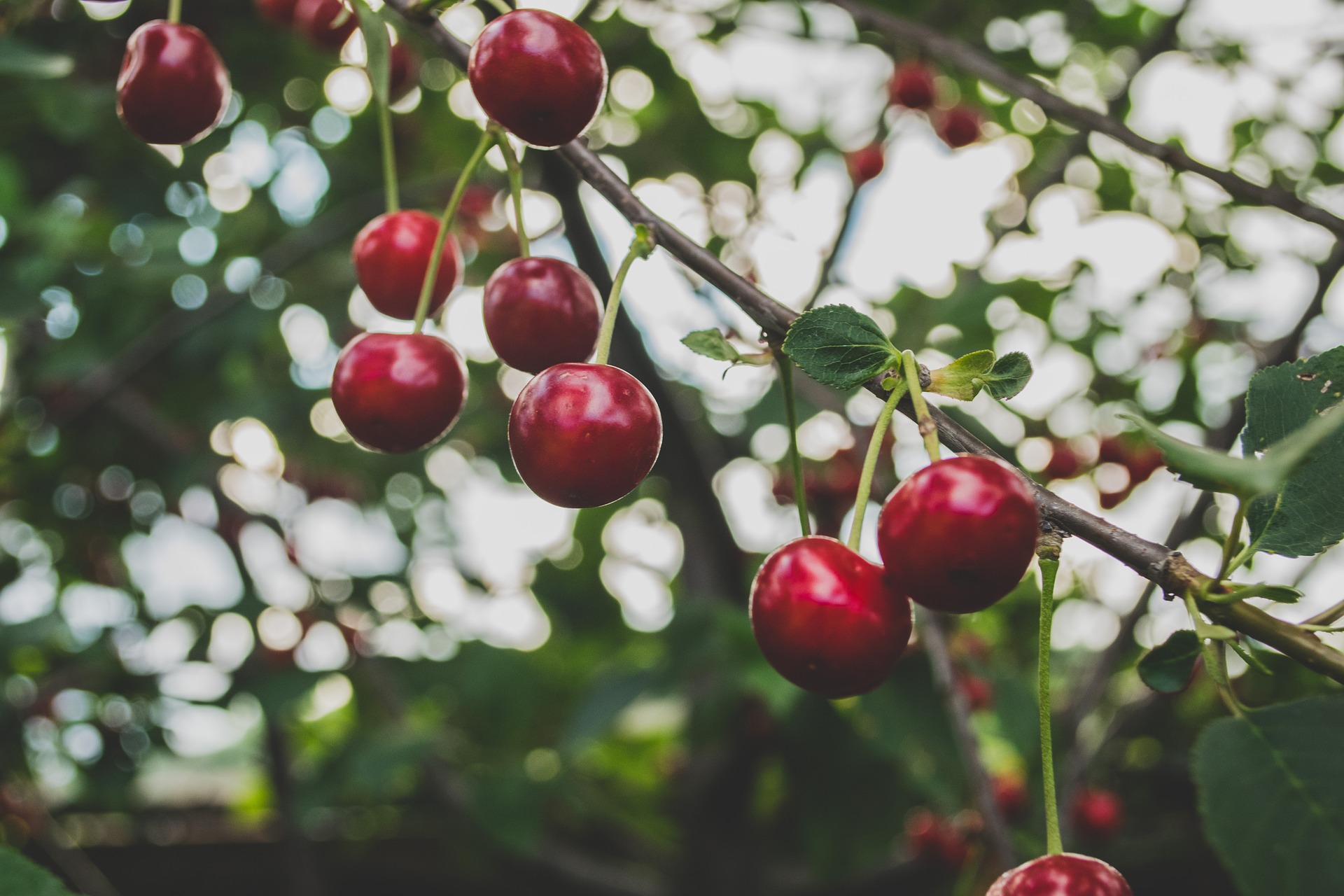 cherries-839864_1920